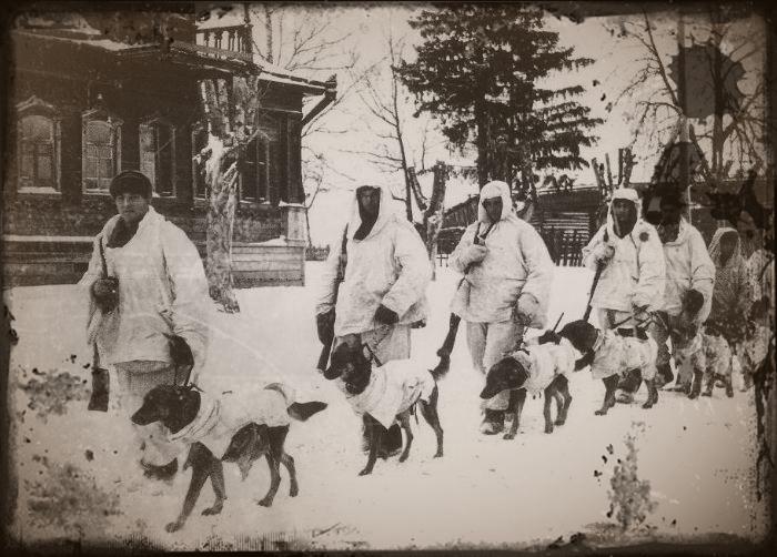 les chiens russes de 1939 à 1945